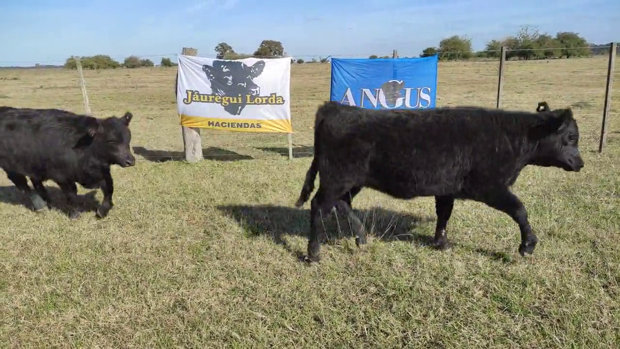 Lote 60 Terneros/as en Brandsen, Buenos Aires