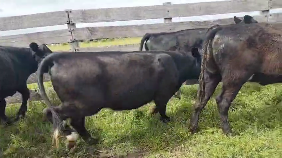 Lote 7 Terneros a remate en Pantalla Camy, San José