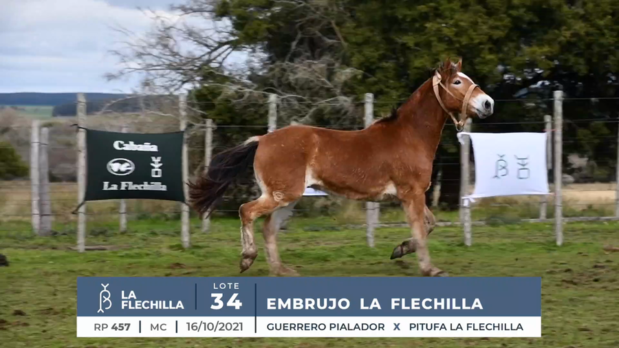 Lote EMBRUJO LA FLECHILLA