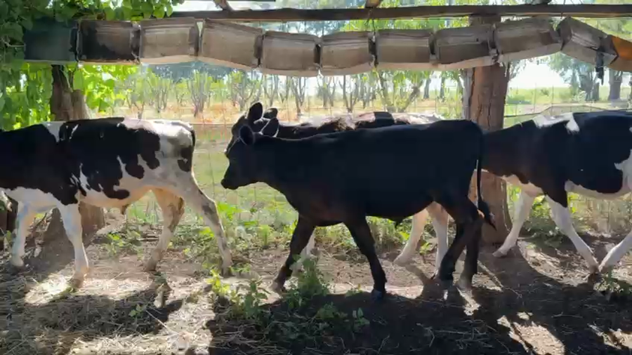 Lote TERNEROS Y TERNERAS