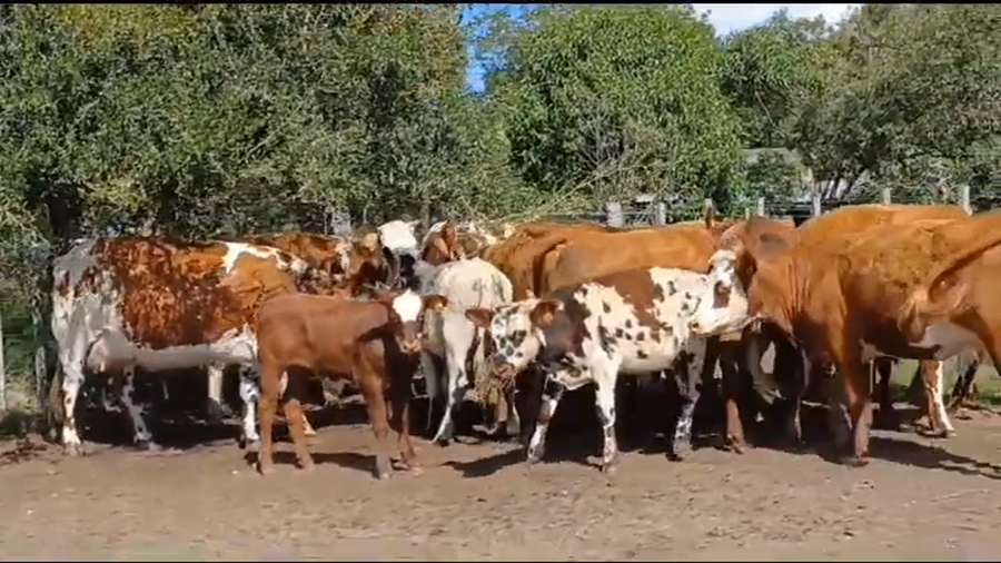 Lote 23 Piezas de cría NORMANDO a remate en #44 Pantalla Carmelo en LA SIERRA