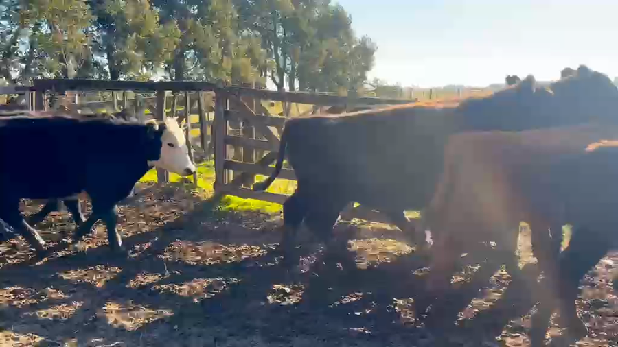 Lote 23 Novillitos