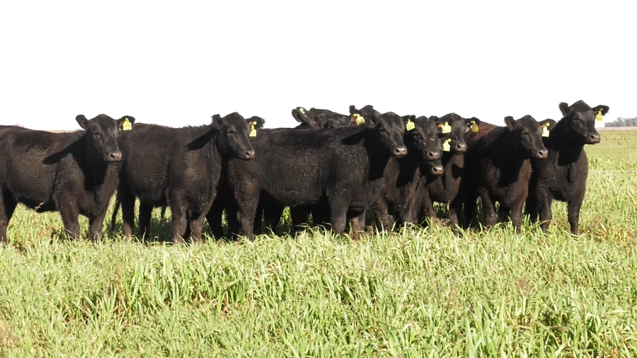 Lote VAQ. ANGUS NEGRAS  PC C/GTÍA DE PREÑEZ