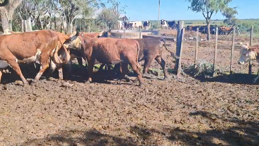 Lote VAQUILLONAS 1 a 2 AÑOS