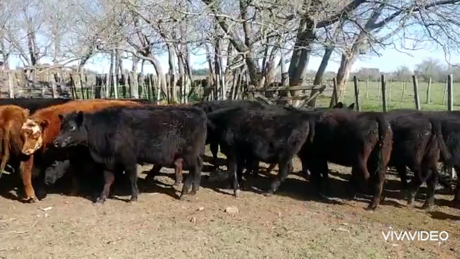 Lote 21 Terneros/as en Brandsen, Buenos Aires