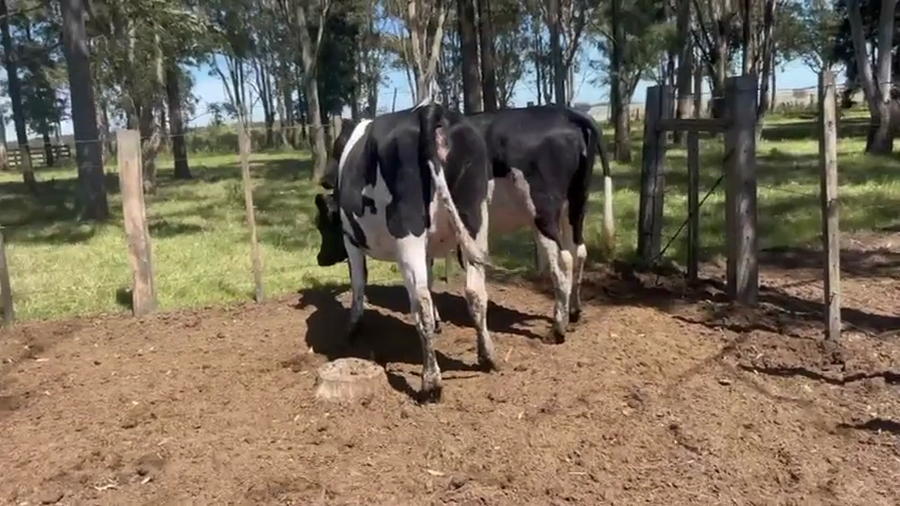 Lote 2 Vaquillonas  a remate en Pantalla Camy 470kg - , San José