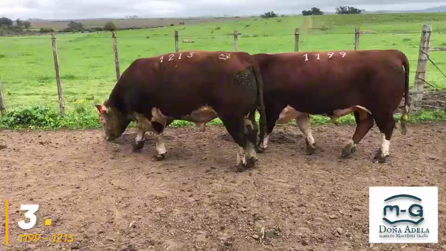 Lote 2 Toros Hereford Pi a remate en 3° Remate Doña Adela, Treinta y Tres