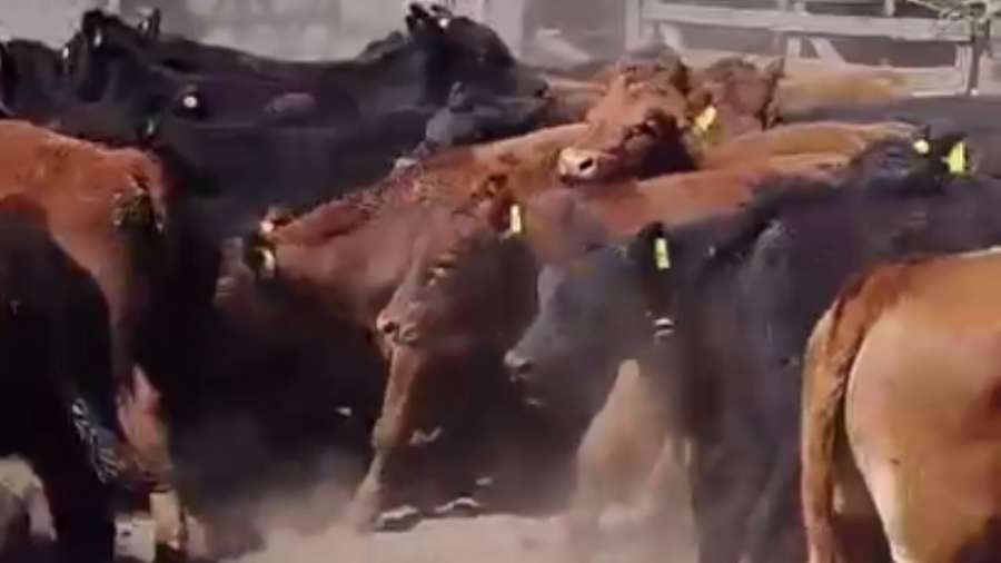 Lote 90 TERNS. MACHOS, TANDIL, BS. AS.