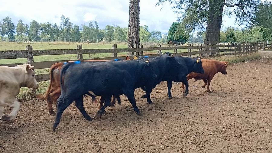 Lote 51 Novillo Engorda en Frutillar, X Región Los Lagos