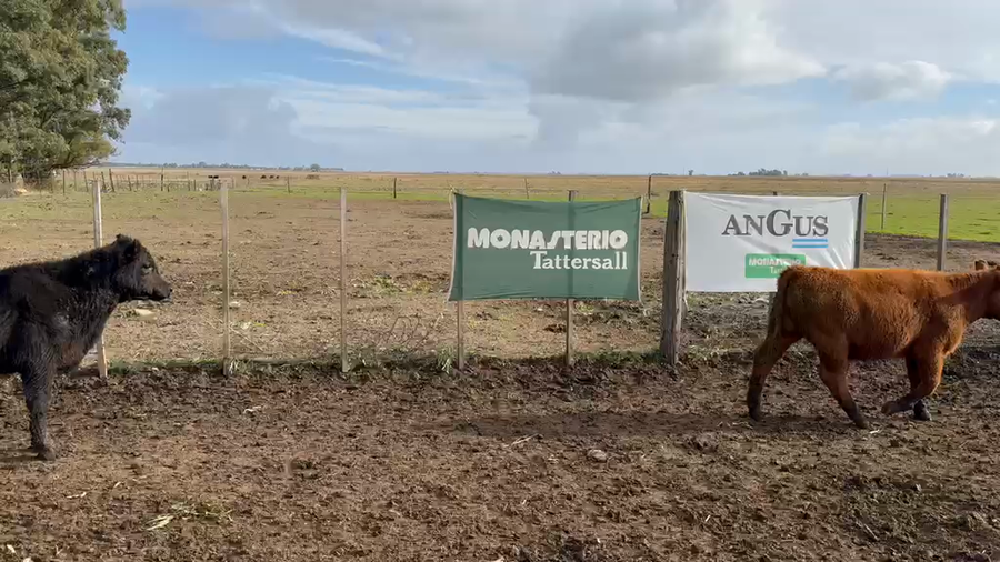 Lote 55 Terneros en Tres Arroyos