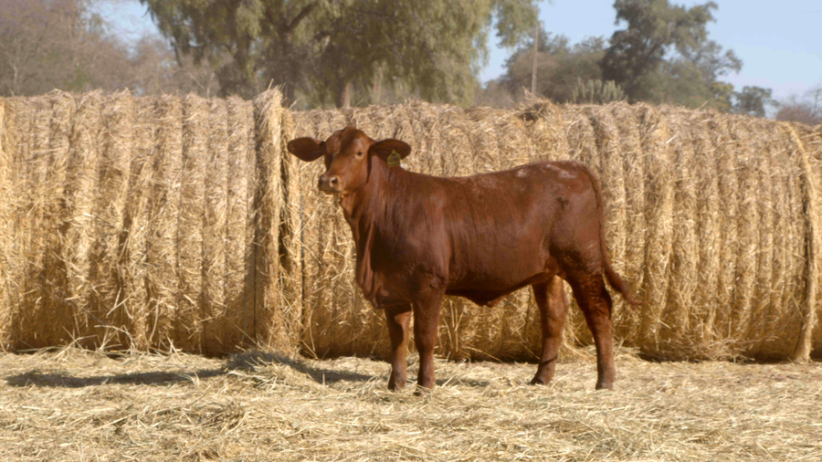 Lote HEMBRAS Remate Nucleo Genbra