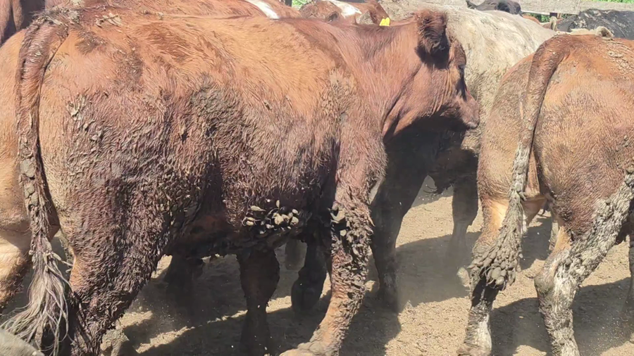 Lote 45 Novillo Gordo en Yerbas Buenas, VII  Región Maule