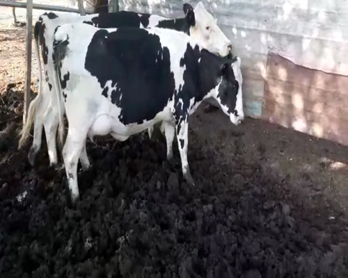 Lote (Vendido)3 Vaquillonas 1 a 2 años HOLANDO a remate en Entre Martillos en SAUCE CHICO