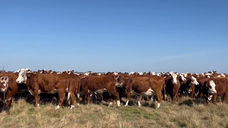 Lote 165 Vacas de invernar