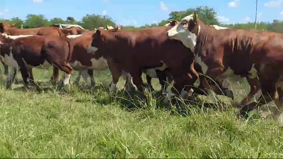Lote 80 Terneras