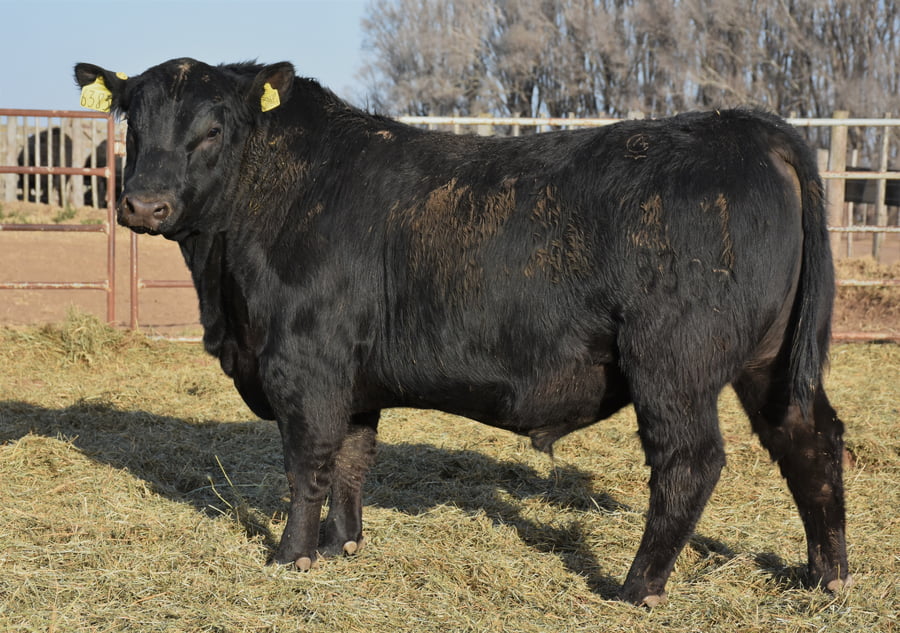 Lote TOROS (Corral 18)
