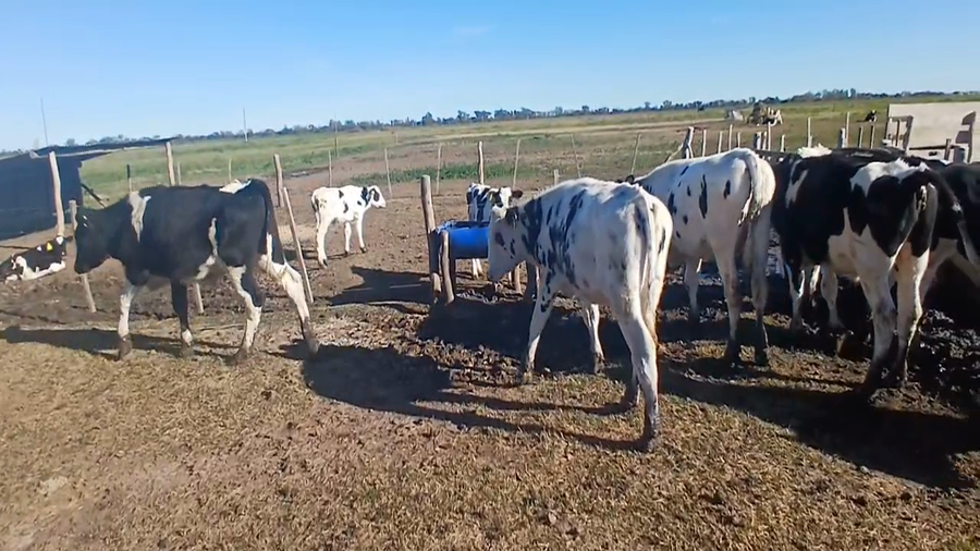 Lote 10 Terneros Holando en Sunchales, Santa Fe