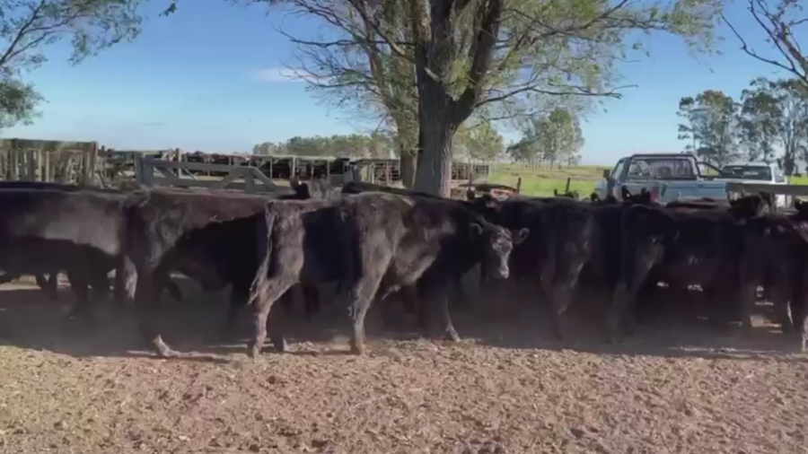 Lote 60 TERNS MACHOS, OLAVARRIA, PCIA. DE BS. AS.