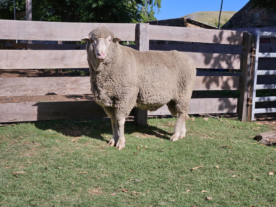 Lote Carneros a remate en Subasta Online - Nambi Guasu, Lavalleja