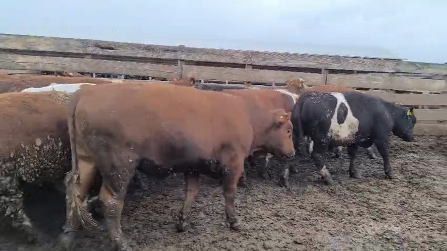 Lote 20 Novillo Gordo en Los Ángeles, VIII Región Biobío