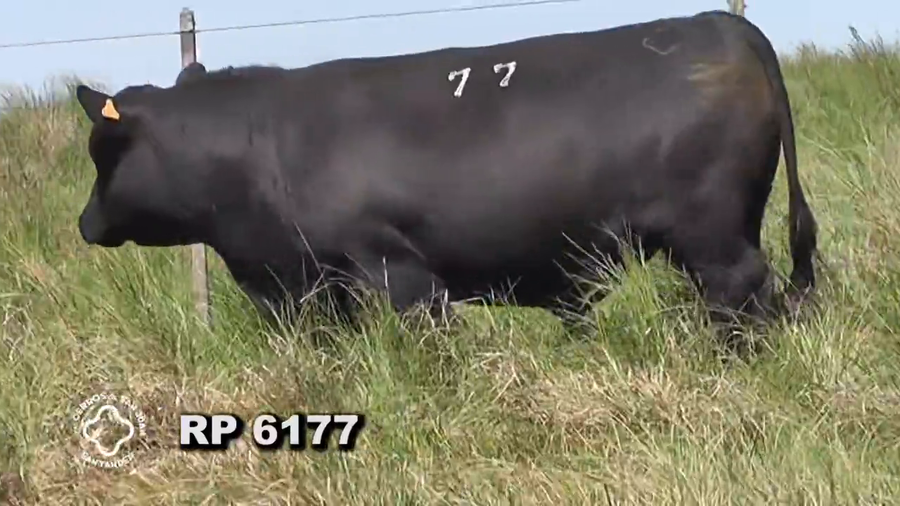 Lote ABERDEEN ANGUS