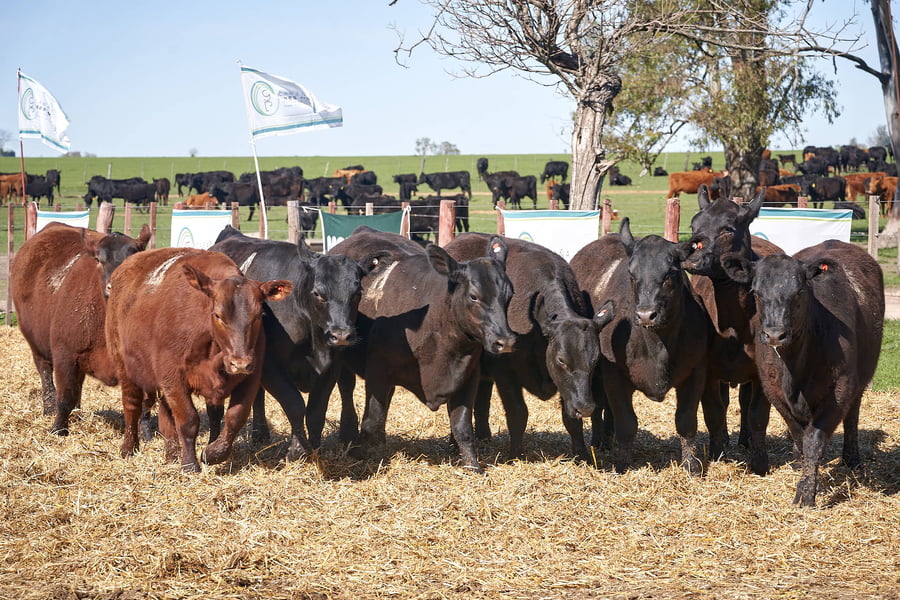 Lote "ME KEN" VAQUILLAS MAS Para Servicio