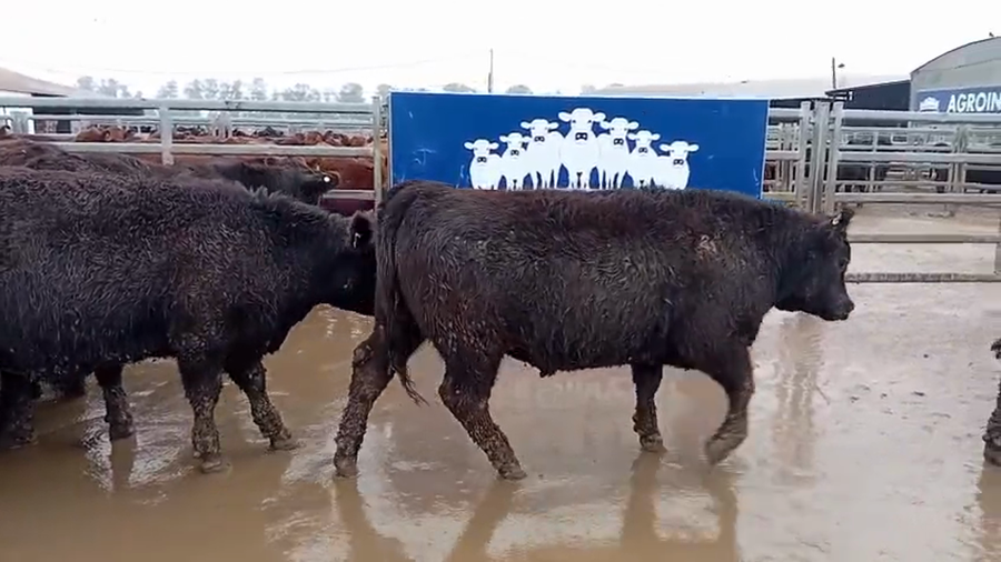Lote 50 Novillitos