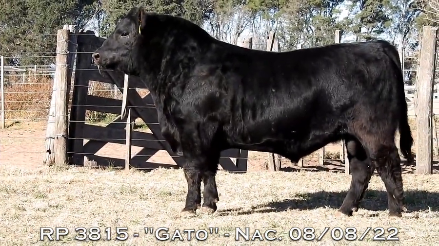 Lote TOROS PUROS DE PEDIGREE