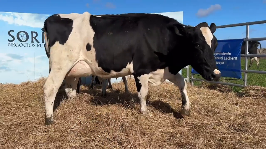 Lote VACAS PARIDAS CABAÑA MANGADO