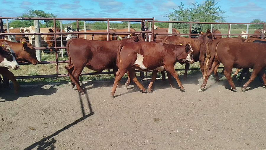 Lote 55 Terneras