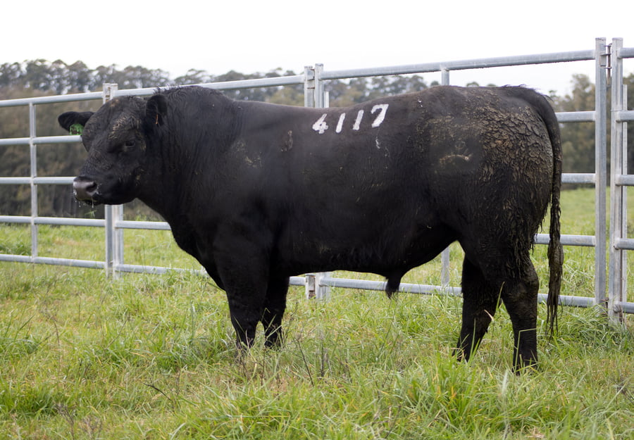 Lote ABERDEEN ANGUS SA - Angus NEGROS