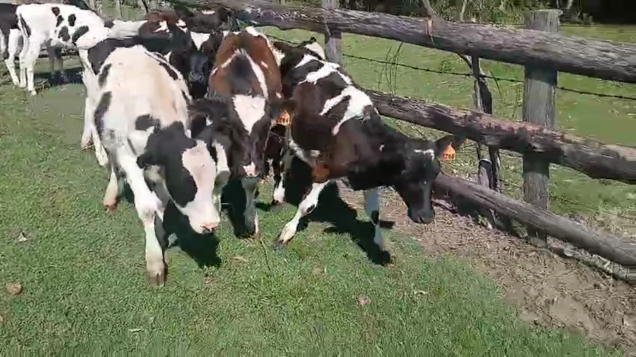 Lote 9 Terneros y Terneras a remate en Pantalla Camy - Aniversario 31 Años 120kg - , San José