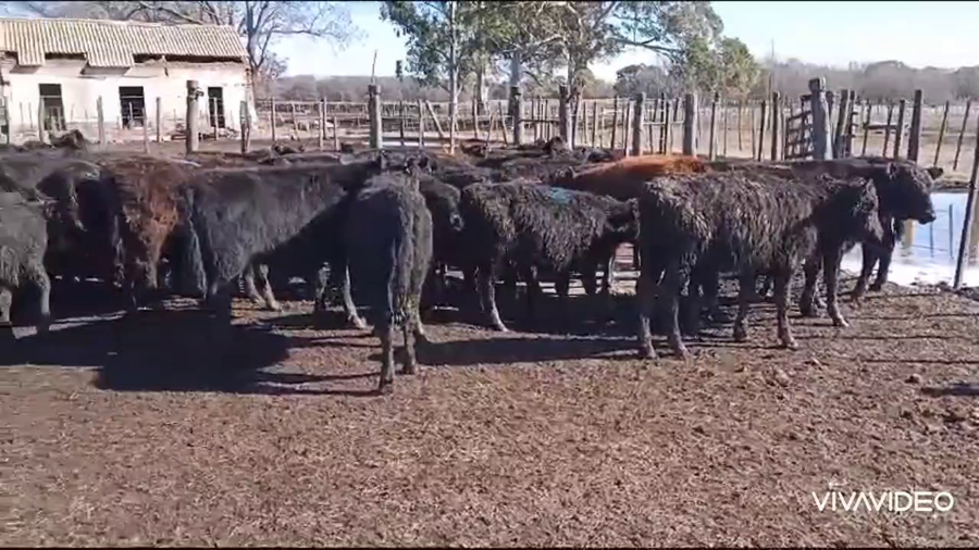 Lote 50 Terneras en Coronel Pringles, Buenos Aires