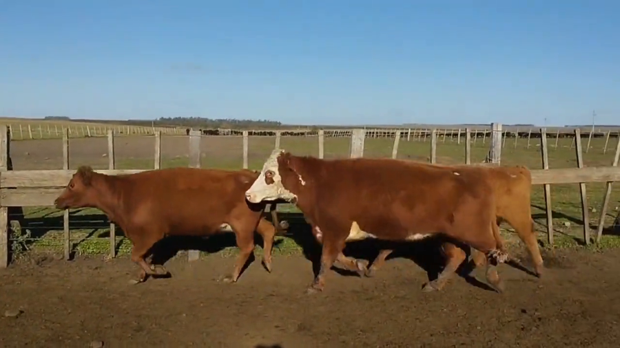 Lote Vacas Preñadas