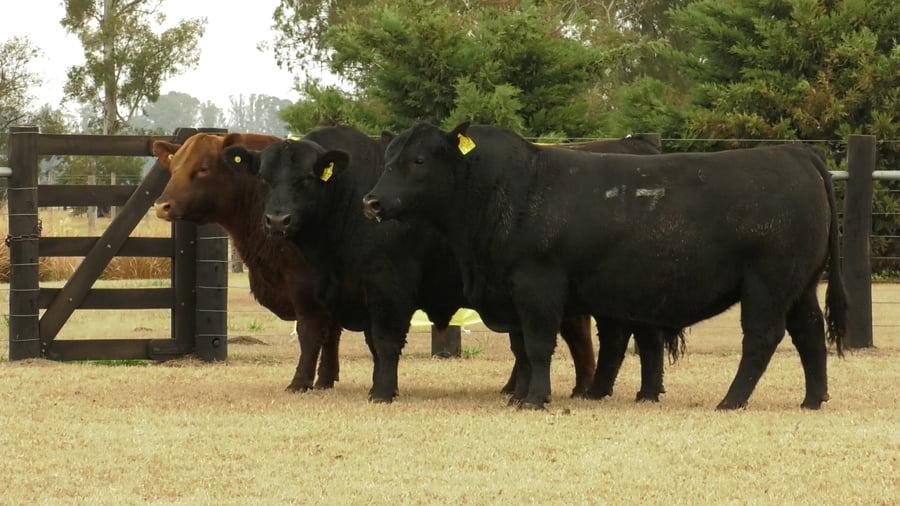 Lote TOROS ANGUS PUROS CONTROLADOS