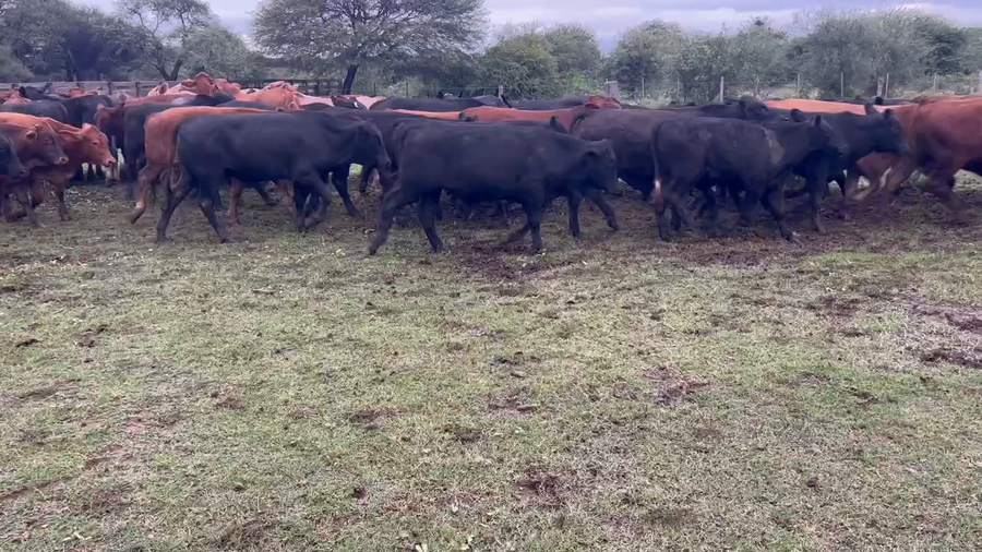 Lote 105 Novillos en Juan José Castelli, Chaco