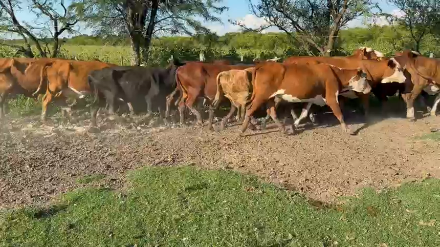 Lote 20 Vacas de invernar