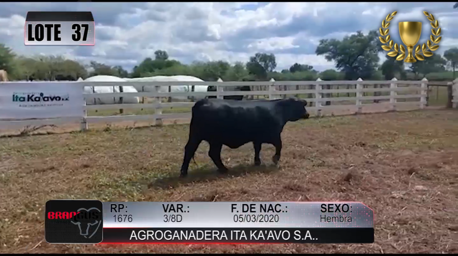 Lote Nacional de Otoño Brangus Campo - Lote 37