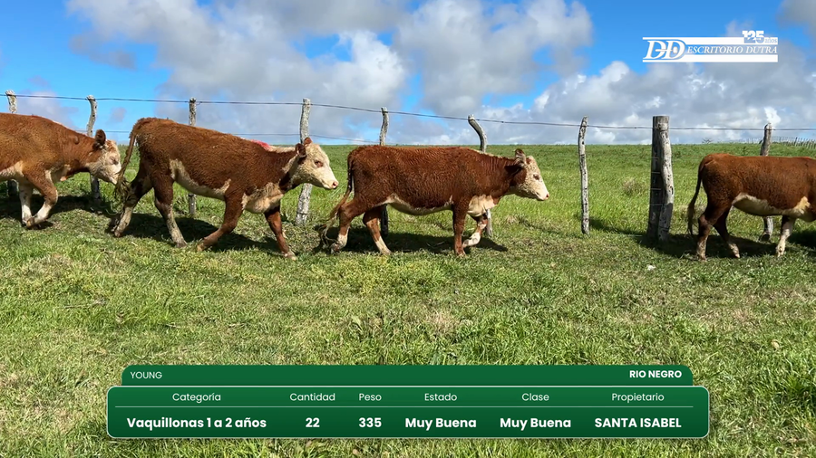Lote 22 Vaquillonas 1 a 2 años a remate en Vientres Kiyu 355kg - , Río Negro