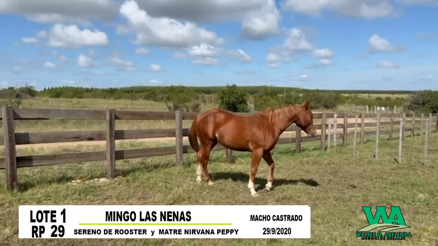 Lote MINGO LAS NENAS