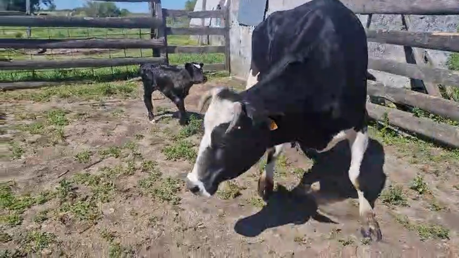 Lote Vaca a remate en Pantalla Camy 480kg - , San José