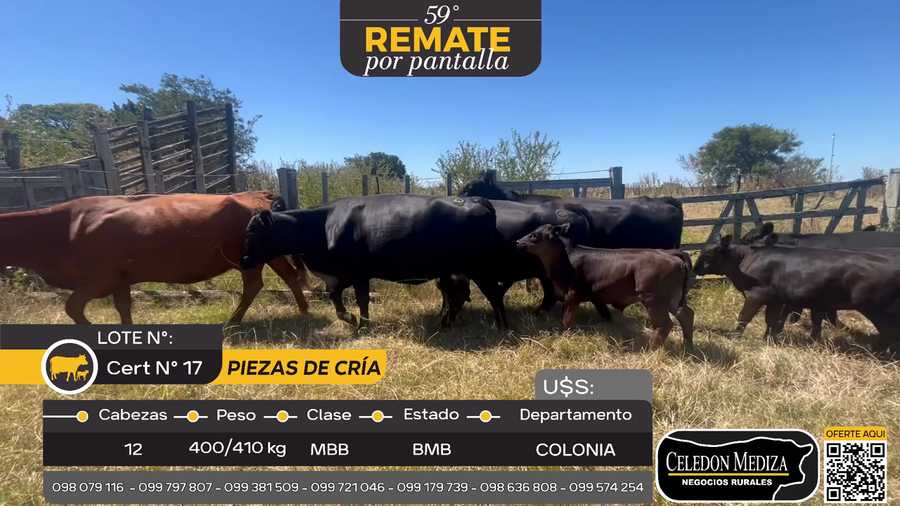 Lote 12 Piezas de cría en Tomas Bell, Colonia