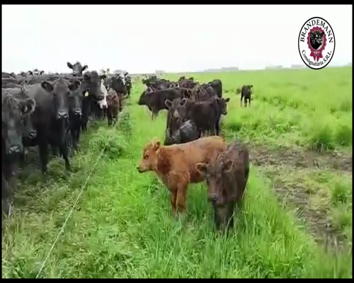 Lote 65 Terneros a Termino