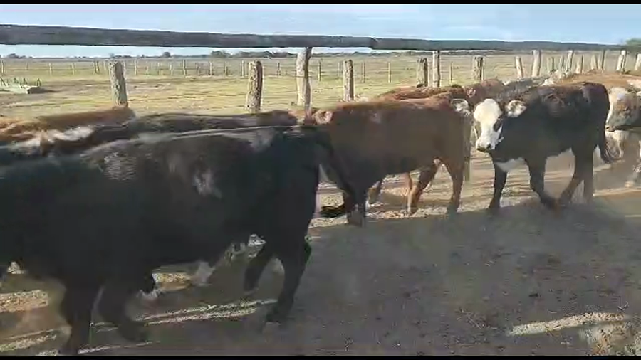 Lote 57 Terneras Cruzas Británicas en Calchaquí, Santa Fe