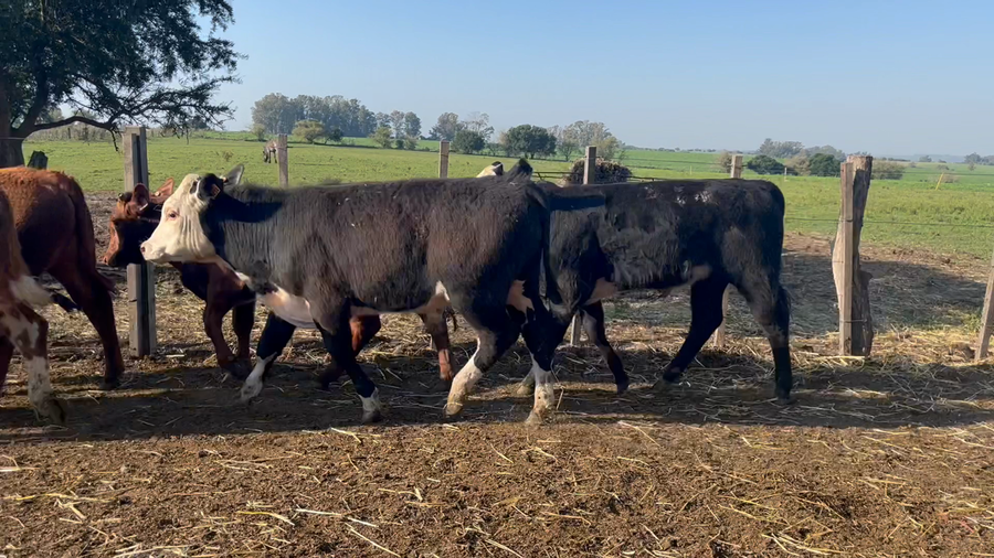 Lote TERNEROS
