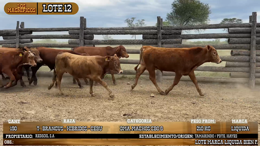 Lote LOTE 12