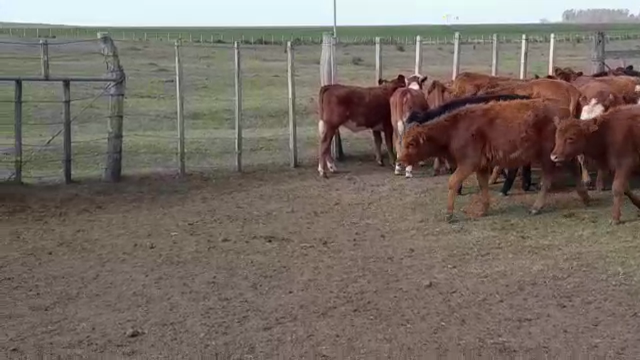 Lote TERNERAS