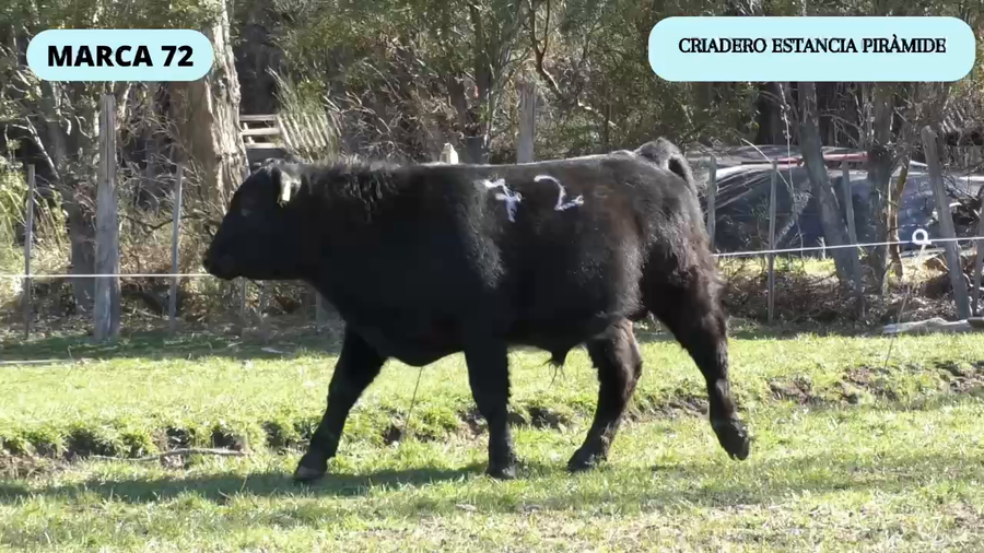 Lote 1 Toro en Río Ibáñez, XI Región Aysén