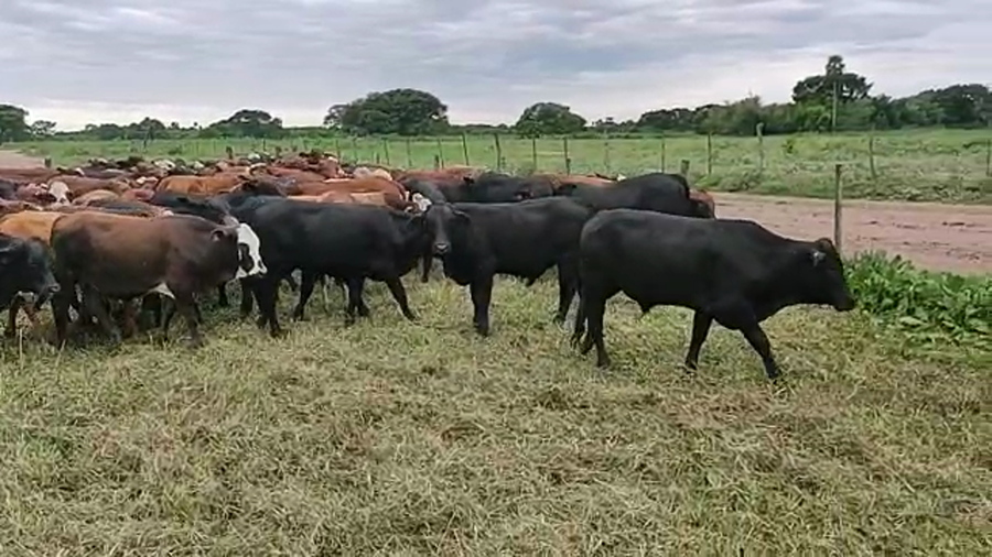 Lote 110 Terneros en Gral. San Martín, Chaco