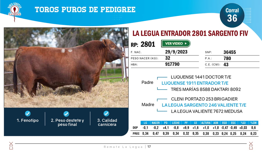 Lote TOROS ANGUS  PP